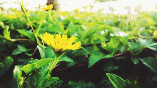 Close-up of flowers blooming in field