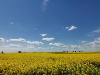 Scenic view of oilseed rape field against sky