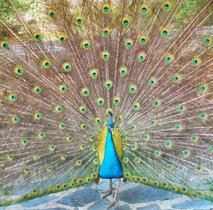 Close-up of peacock