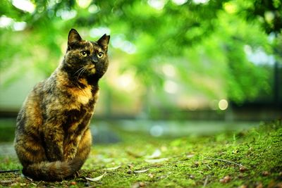 Cat sitting on field