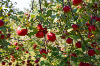 Close-up of red berries growing on tree