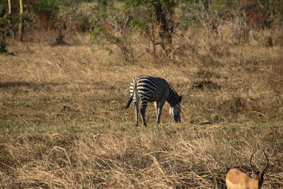 Zebra standing in grass