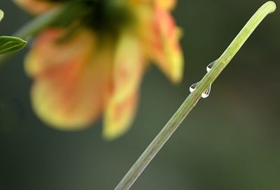 Close-up of flowering plant against blurred background