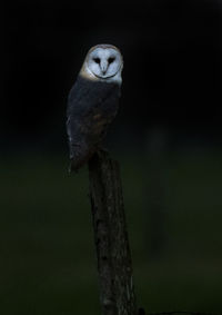 Portrait of bird perching on wooden post