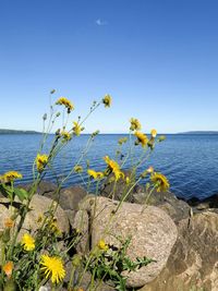 Scenic view of sea against clear sky