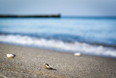 Close-up of seashell on sand at beach