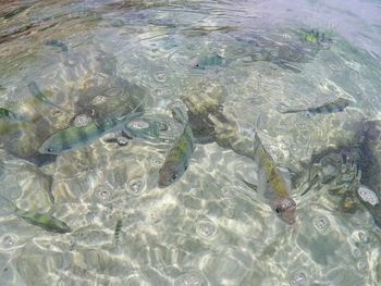 High angle view of fishes swimming in sea