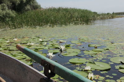 Scenic view of leaves floating on lake
