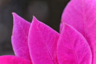 Close-up of pink flower