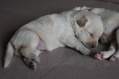 High angle view of dog sleeping on tiled floor