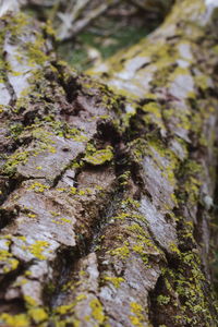 Close-up of moss growing on tree trunk