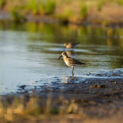 Sandpiper feeds along the shores of baltic sea before autumn migrating to southern