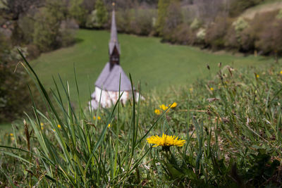 Close-up of yellow flowering plants on land