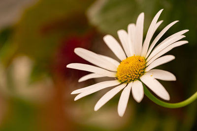 Close-up of white daisy