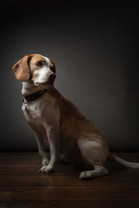 Dog sitting on hardwood floor at home