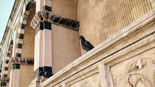 Low angle view of pigeon perching on building