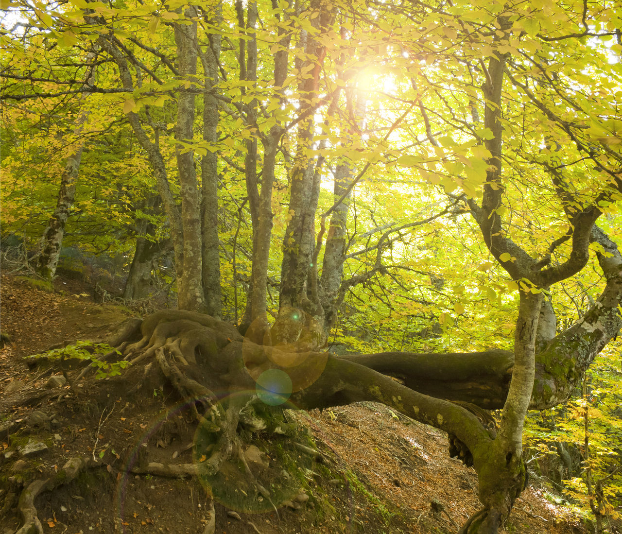 VIEW OF TREES IN FOREST