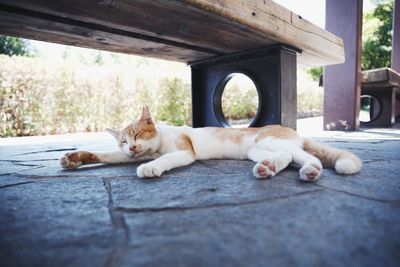 domestic animals