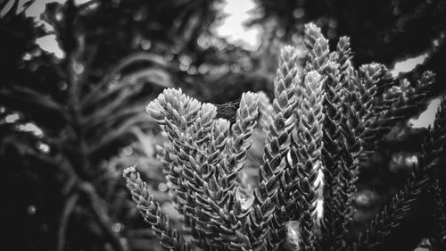 Close-up of pine tree