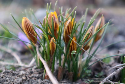 plant