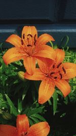 Close-up of orange flowering plant