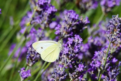 Close-up of butterfly pollinating on purple flower