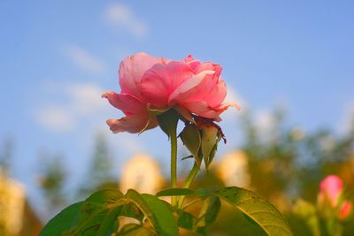 Close-up of pink rose against sky