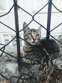 Cat sitting by fence