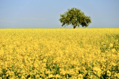 Oilseed rape field against sky