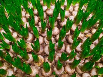 Full frame shot of fresh green leaves