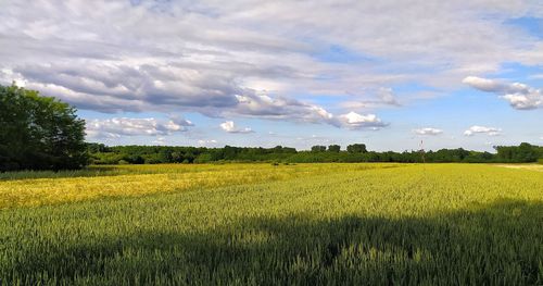 Scenic view of agricultural field against sky