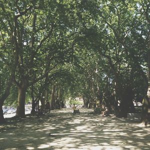 Trees in park