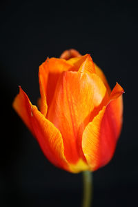 Close-up of orange rose against black background