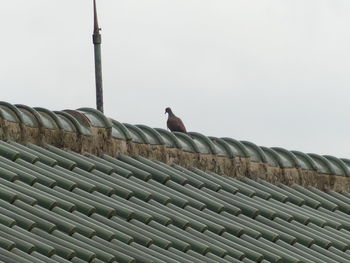 Bird perching on roof against clear sky