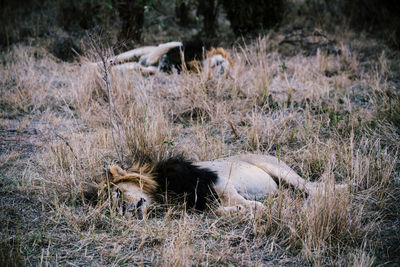 Sheep relaxing on field