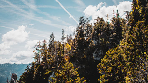 Trees growing on mountain against sky