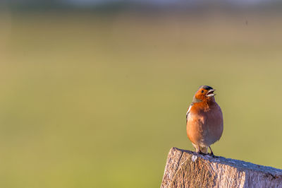Close-up of bird perching on wood
