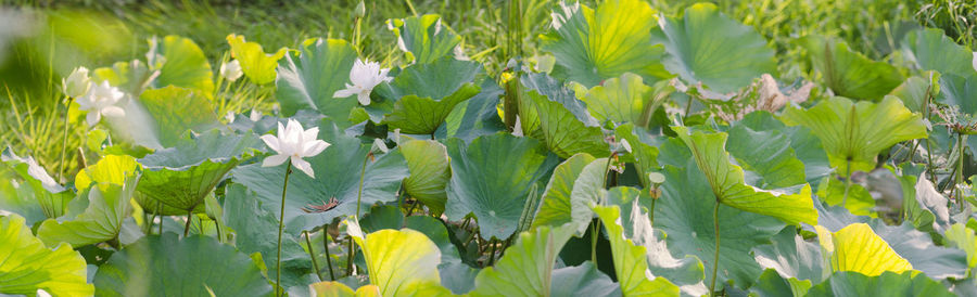 Close-up of white flowering plants on field