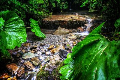 Water flowing through rocks in forest