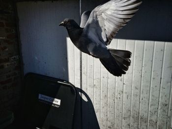 Close-up of bird