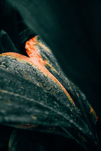 Close-up of fire on wood