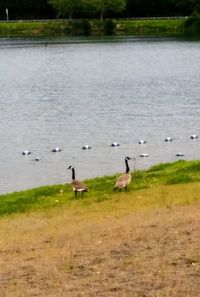 Birds in a lake