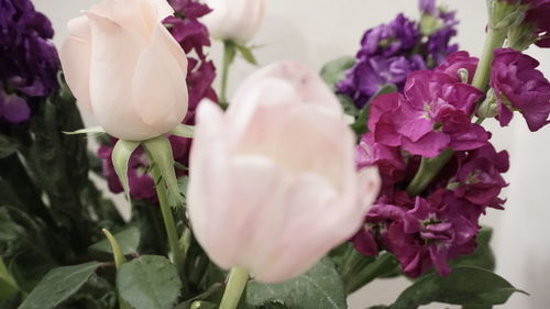 Close-up of pink roses blooming outdoors