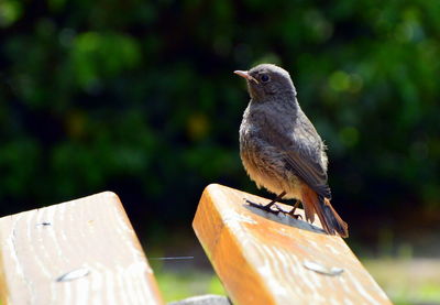 Close-up of bird perching outdoors