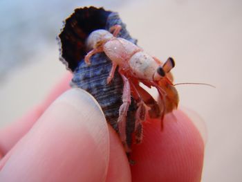 Close-up of hand holding crab