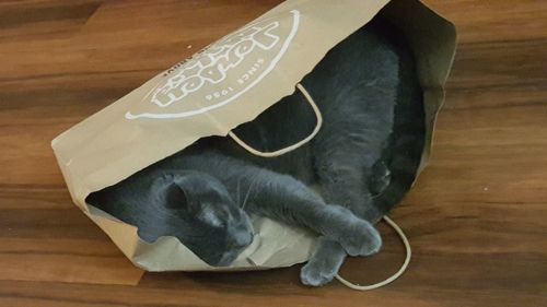 High angle view of cat sleeping on table