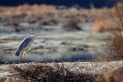 Gray heron on field