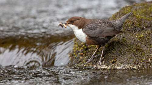 Close-up of bird perching on rock at stream