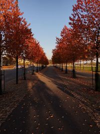 Road passing through forest