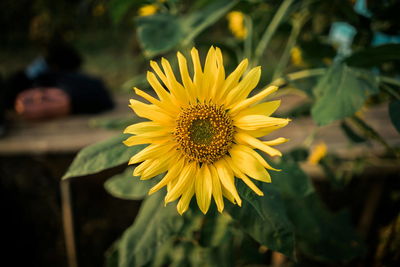 Close-up of yellow flowering plant